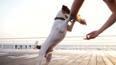 Junge-Frau-Training-niedlichen-Hund-Jack-Russel-nahe-dem-Meer