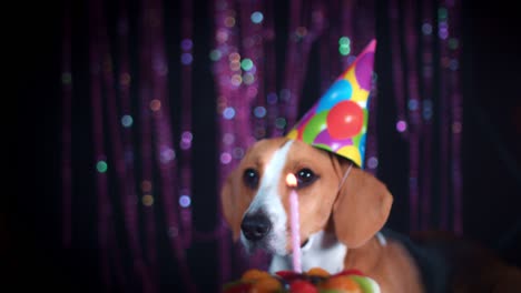 4-k-perro-Beagle-de-cumpleaños-con-torta-y-sombrero