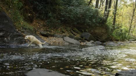 Río-perro-(cámara-lenta)