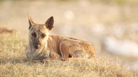 allein-Hund-Leben-am-Meeresstrand-mit-Sonnenuntergang