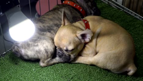 Close-up-of-tiger-pattern-and-brown-french-bulldog-sleeping-on-the-floor-with-light