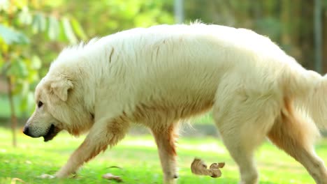 Beautiful-pure-bred-dog-forgaging-in-the-great-outdoors-for-food-in-4k-clip-resolution.-Dog-sniffing-smelling-for-clues-in-the-sunlight-outside