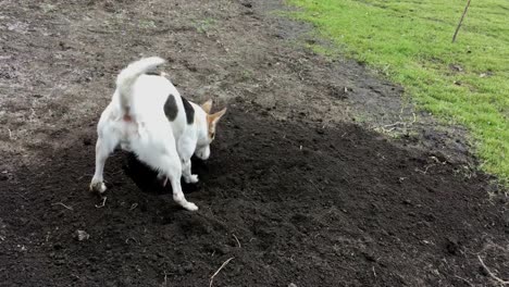 Perro-blanco-jóvenes-en-excavando-un-hoyo-en-tierra-negra,-mientras-más-viejo-capataz-de-Basenji-inspeccionando-el-proyecto-en-la-línea-de-meta