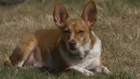 Hund-in-der-Sonnenlicht-zu-schlafen