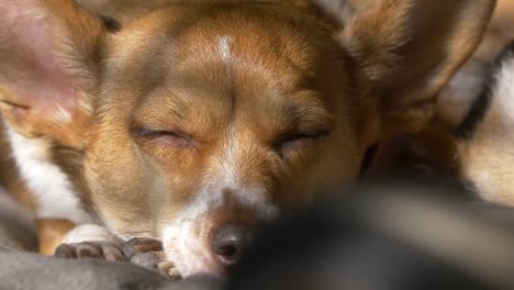 Hund-in-der-Sonnenlicht-zu-schlafen