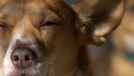Hund-in-der-Sonnenlicht-zu-schlafen
