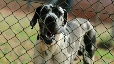 Perro-protector-proteger-propiedad-privada-ladrando-contra-intrusos-alienígenas.-Perro-viajando-por-ladrar-agresivamente-en-4k