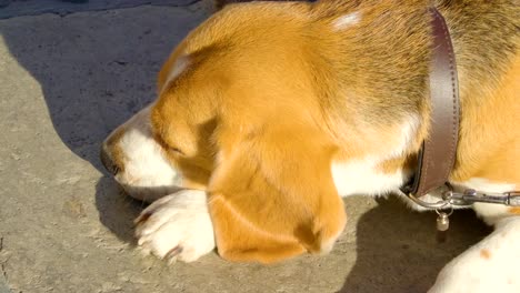 Ein-schlafender-Hund-mit-der-Leine-am-Hals