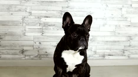 animal-dog-breed-French-bulldog-sitting