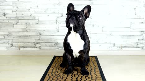 animal-perro-raza-bulldog-francés-sentado-en-una-alfombra