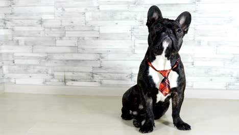 animal-dog-breed-French-bulldog-sitting-in-a-tie