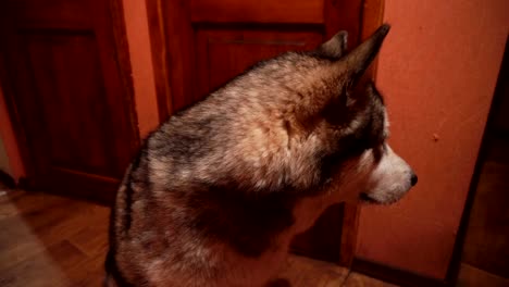 big-fluffy-playful-dog-malamute