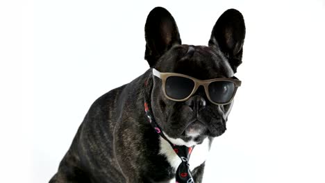 French-Bulldog-sitting-in-a-tie-and-glasses-on-a-white-background