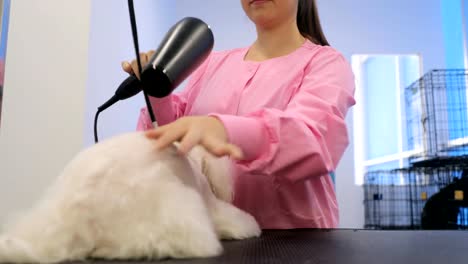 Mujer-en-el-trabajo-en-la-tienda-de-mascota-y-perro-de-la-preparación