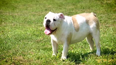 Schöne-weiße-braune-englische-Bulldogge,-schönes-Gesicht-sitzen-auf-dem-Rasen,-Natur-Hintergrund.-Konzept:-ein-Parodist-Hund,-Lieblingstiere,-wahre-Freunde,-Ahnentafel-des-Hundes,-ein-Freund-Hund,-eine-kleine-Wolle.