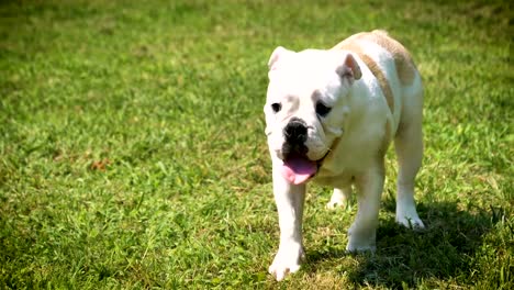 Beautiful-white-brown-english-bulldog,-beautiful-face-sitting-on-grass,-nature-background.-Concept:-a-parodist-dog,-favorite-animals,-true-friends,-a-dog's-pedigree,-a-friend's-dog,-a-small-wool.