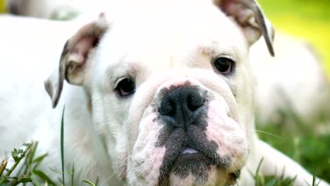 Schöne-weiße-braune-englische-Bulldogge,-schönes-Gesicht-sitzen-auf-dem-Rasen,-Natur-Hintergrund.-Konzept:-ein-Parodist-Hund,-Lieblingstiere,-wahre-Freunde,-Ahnentafel-des-Hundes,-ein-Freund-Hund,-eine-kleine-Wolle.