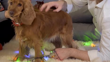 Funny-dog-eats-an-electric-christmas-garland