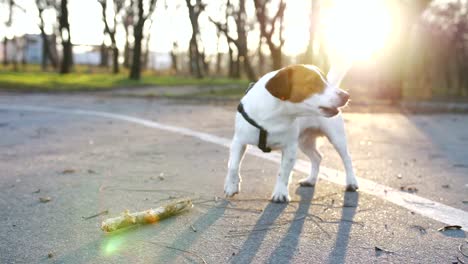 Jack-Russell-Terrier-Hund-bellen-im-park