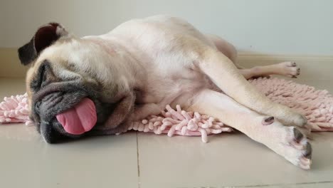 Close-up-face-of-Cute-pug-puppy-dog-sleeping-by-chin-and-tongue-lay-down-on-mat-floor