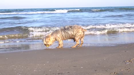 Hund-bellen,-Fragen-zu-spielen,-am-Strand-mit-ball