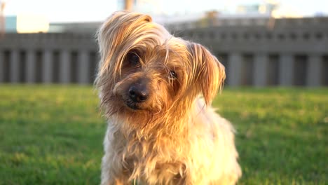 Dog-with-curiosity-expression-raising-his-ears,-comes-walking-forward,-in-slow-motion.-Tilting-his-head