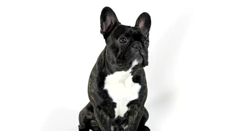 Bulldog-francés-perro-sentado-y-lamiendo,-fondo-blanco