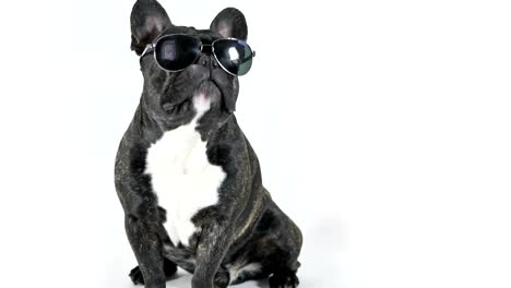 Bulldog-francés-sentado-en-gafas-lamiendo,-fondo-blanco