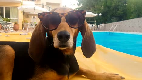 Dog-wearing-sunglasses-sitting-on-a-deck-chair.-A-funny-moment.