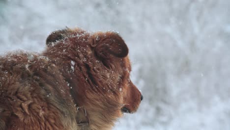 Trauriger-Hund.-Schneefall.
