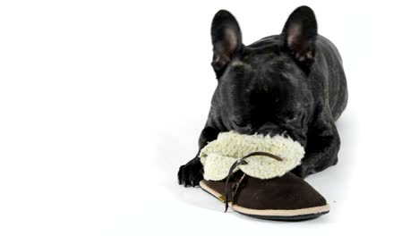 French-bulldog-licks-shoes-on-white-background