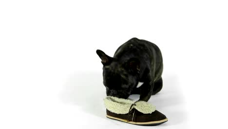 Französische-Bulldogge-mit-Schuhen-auf-weißem-Hintergrund