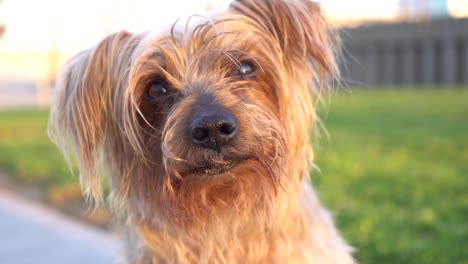 Dog-with-curiosity-expression-raising-his-ears.-Tilting-his-head