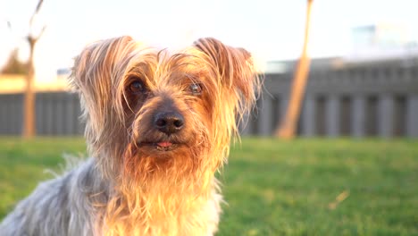 Close-up-of-dog-gently-looking-at-camera,-turns-his-head-trying-to-understand-what-they-are-saying