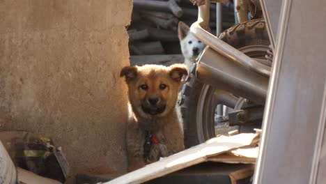 Perro-jugando-con-la-cámara-en-fuera-del-país-en-Corea-del-sur