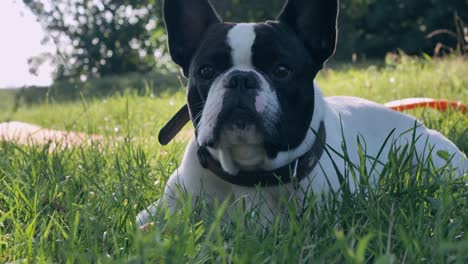 Puppy-posing-outdoors.