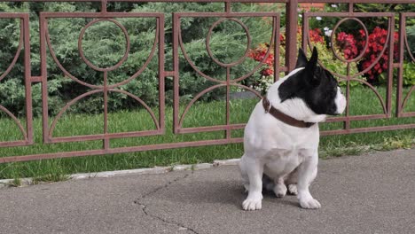 Hund-posiert-in-der-Sommersaison-auf-der-Straße.