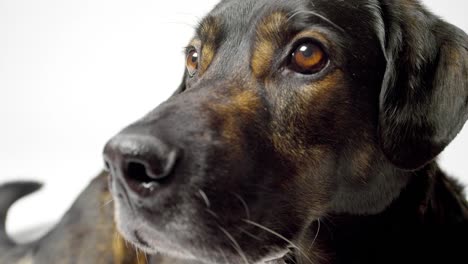 Alert-dog-close-up