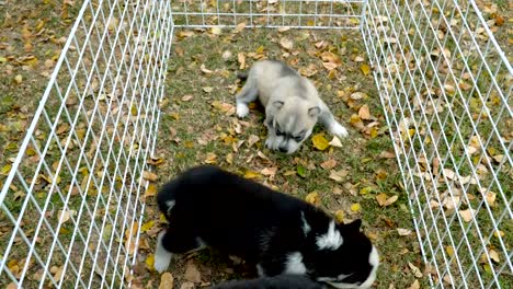 Pequeños-cachorros-jugando