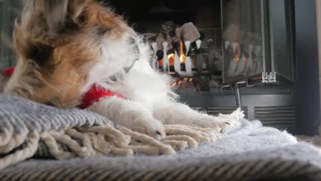 Ángulo-bajo-de-un-cachorro-de-Jack-Russell-Terrier-de-pelo-alambre-masticando-un-sombrero-de-Santa-en-4k