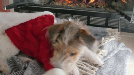 Cachorro-de-Jack-Russell-Terrier-de-pelo-alambre-jugando-con-un-sombrero-rojo-de-Santa-en-4k