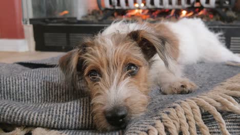 Wire-Haired-Jack-Russell-Terrier-Puppy-Looks-at-the-Camera-in-4k