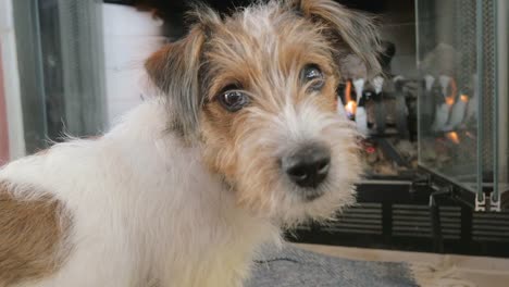 Wire-Haired-Jack-Russell-Terrier-Puppy-Turns-and-Looks-in-the-Camera-in-4k