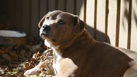 Perro-en-una-cadena,-el-perro-al-lado-de-la-cabina,-el-perro-en-el-patio.-Perro-guardián-en-una-cadena-en-la-aldea.-Lindo-país-atados-con-cadena-corta-a-su-kennel