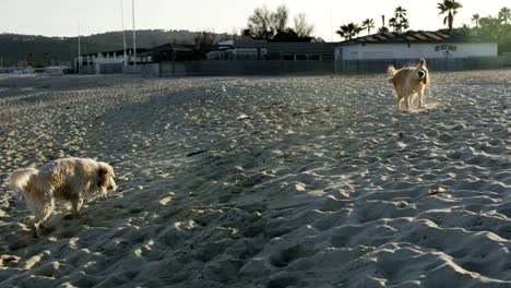 Wet-dog-on-sand