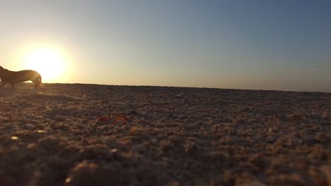 Silhouette-eines-kleinen-Hundes-zu-Fuß-am-Strand