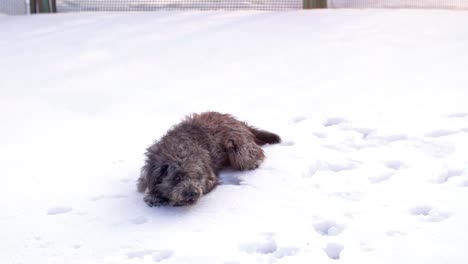 Funny-Dog-Playing-and-Jumping