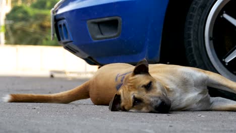 El-perro-rojo-sin-hogar-se-encuentra-en-la-carretera-de-asfalto.-Tailandia,-Pattaya