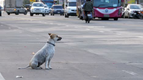 Stray-Dog-Sits-on-the-Road-with-Passing-Cars-and-Motorcycles.-Asia,-Thailand