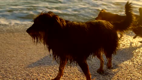 Perros-jugando-en-la-playa-4k